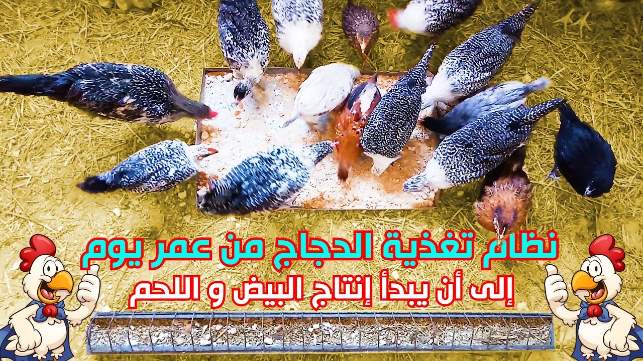 النظام الغذائي الذي يجعل الدجاج ينمو بسرعة و يضاعف إنتاج البيض و اللحم في أسرع وقت، نصائح من ذهب