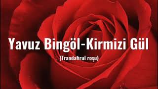 Yavuz Bingöl - Kirmizi Gül(Romanian Translate)