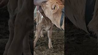 쌍둥이 송아지 전투적으로 젖먹기 #시골농장