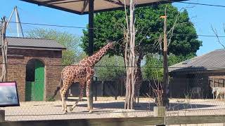 Zebra And Giraffe Movement