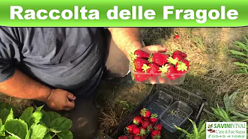 Come raccogliere le fragole rifiorenti?