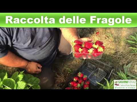 Video: Tempo di raccolta delle fragole: come e quando raccogliere le fragole