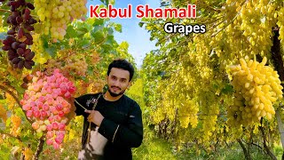 Shamali grapes | Kabul Afghanistan | د شمالي انګور