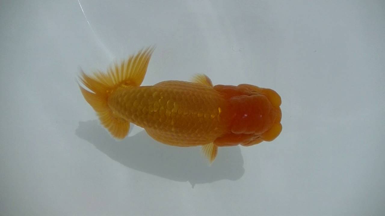 camera iphone 8 plus apk 00372