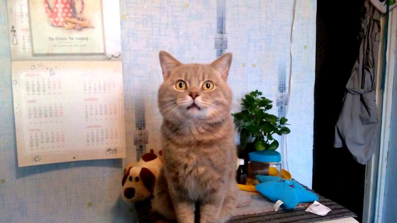 Говорящий Кот Видео Том YouTube