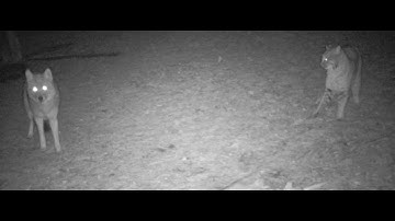 Introduction to Animal Tracking