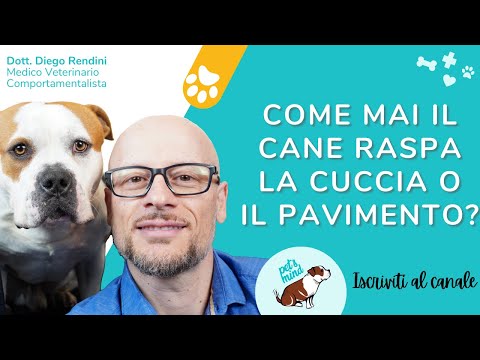 Video: Perché i cani femmine montano altri cani?