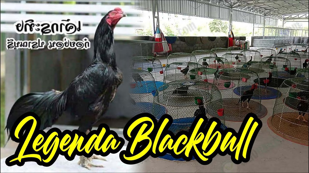 Legenda Ayam Khoyngon Blackbull Pranburi Farm Mr Teelek