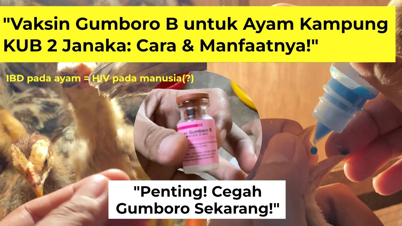 Vaksin Gumboro B untuk Ayam Kampung KUB Janaka: Cara & Manfaatnya ❗️❗️ 💯