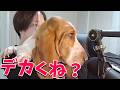 KUNの犬、ちゃぼ たらふく食いまくり成長しすぎてしまう