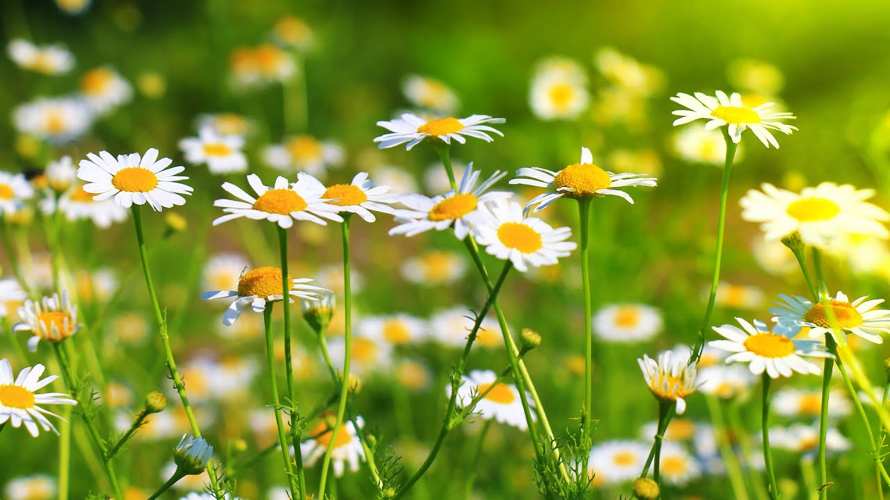 Красивые инструментальные гимны, Спокойная инструментальная музыка ...