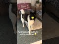 Kai ballin’ #akitaworld #foryou #pets #balling #cute #doglife