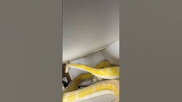 MOMMA PYTHON WAS VERY ANGRY😳👀