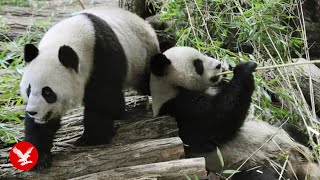 Live: Giant pandas Huan Huan and Yuan Zi returned to China