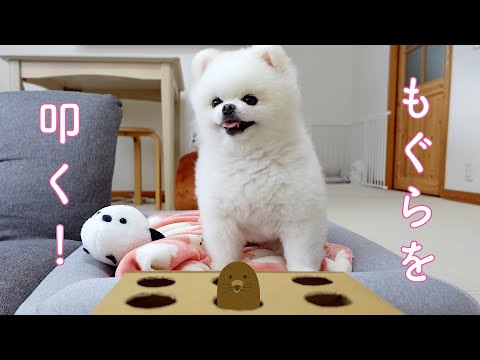 もぐらたたきで遊ぶポメラニアンが可愛い