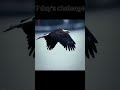 7DaysChallenge #Motivation #Mindset #SelfImprovement #Discipline #Success #LifeChanging #Inspiratio