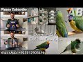 Lady gouldians breeder ivan vera from spain the champion birds  exhibition lady gouldians