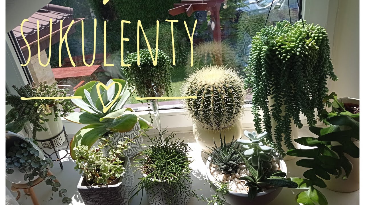 Sukulenty/ Kolekcja roślin domowych 💚🍀