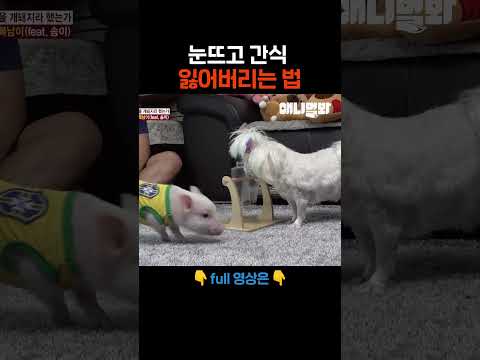 재주는 <strong>내가</strong> 부렸는데 간식은 왜 <strong>네가</strong>.. #애니멀봐 #shorts