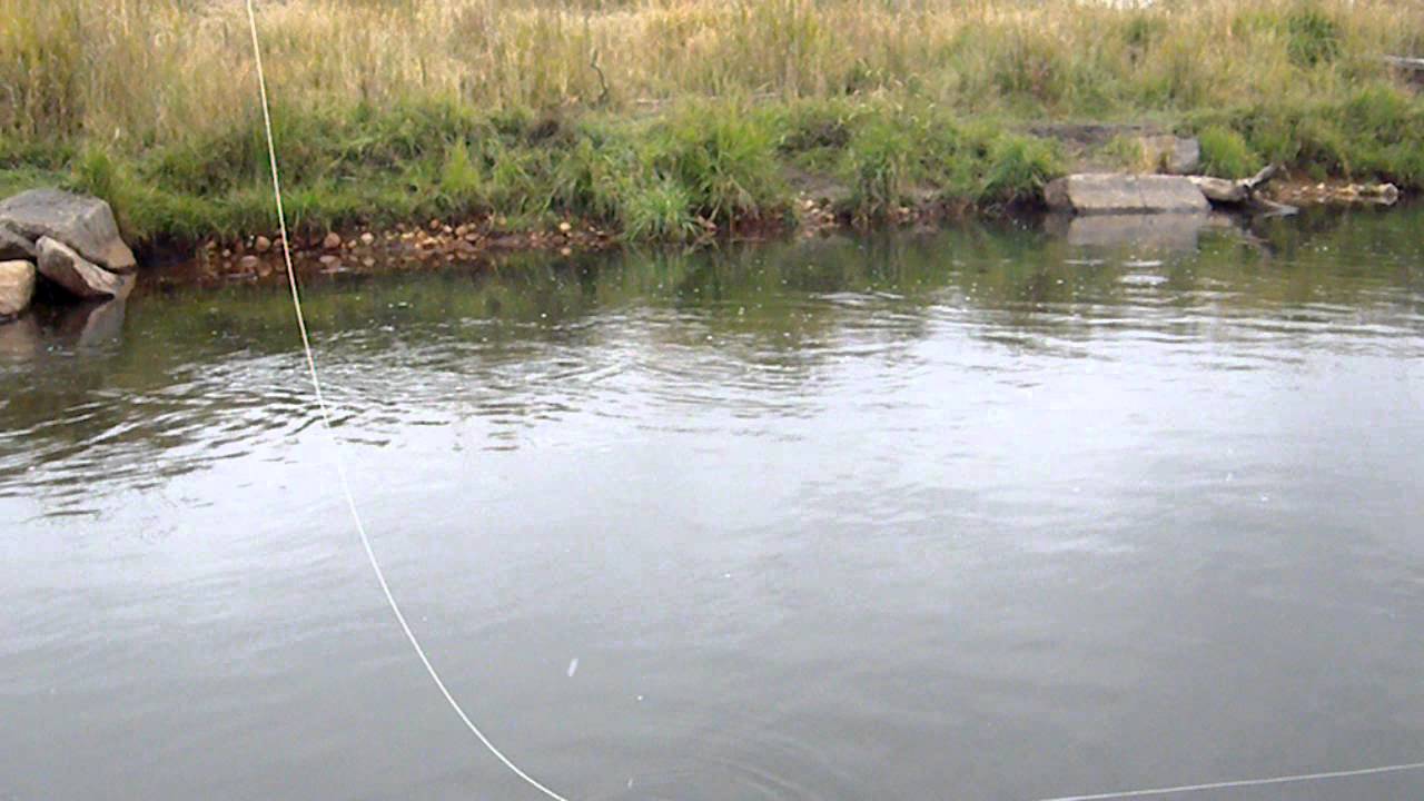 Blue Wing Olive Hatch on the Provo River, UT