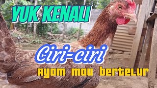 Download Lagu Eps 18# Cara mengetahui Ciri-ciri ayam mau bertelur