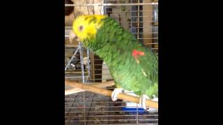 Yellow head amazon parrot talking