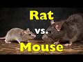 Mouse vs Rat: You've Been Confusing Them All Along