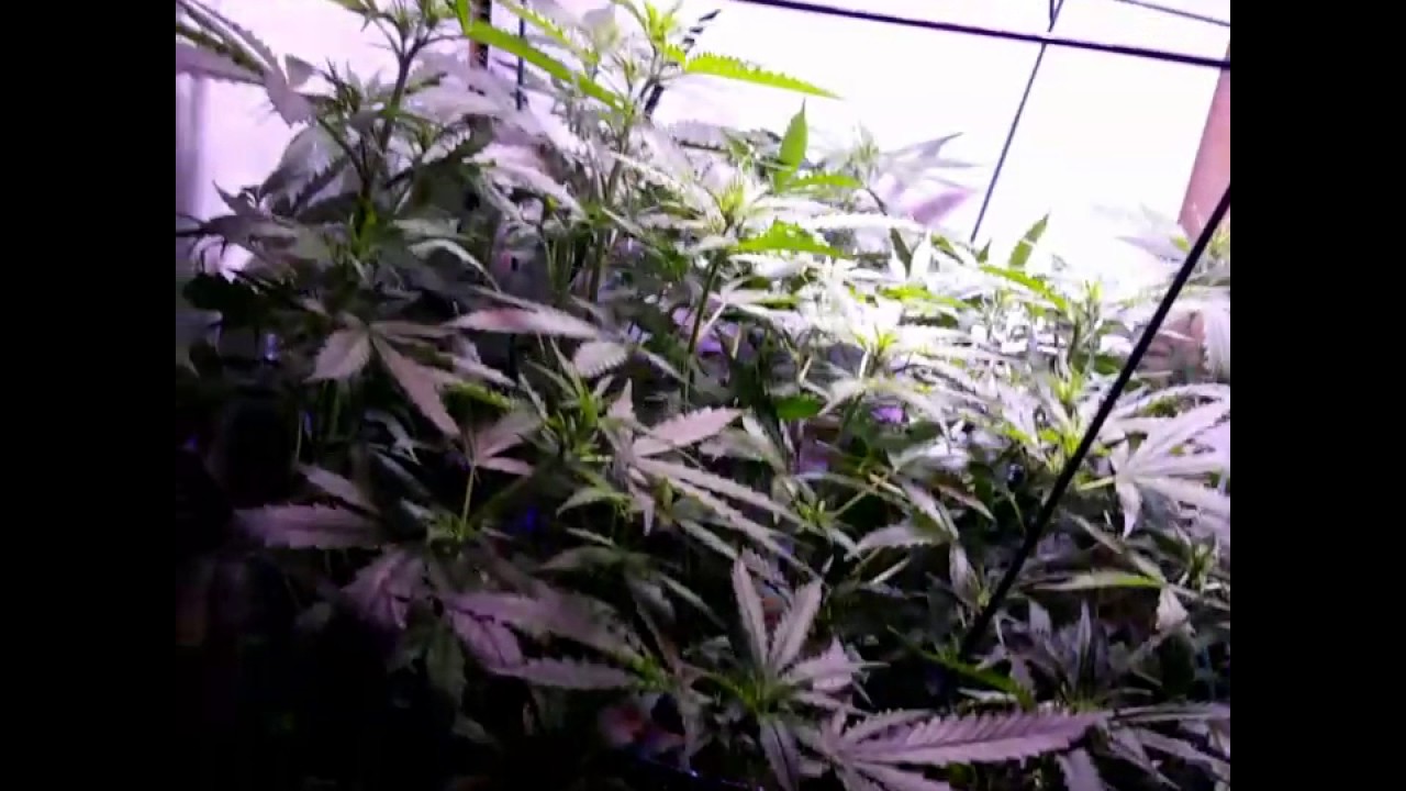 Day 38 auto ultimate Perfect Sun Mini led