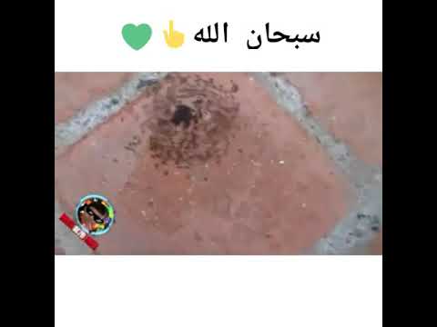 قدره إلهية عظيمه