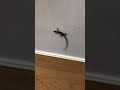 ψモスハンターψ決して諦めないこと、それがハンターの基本⚔️ Moth VS Japanese lizard