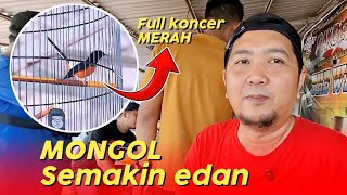Download Lagu PASCA MABUNG MURAI BATU MONGOL SELALU JUARA ‼️ MP3