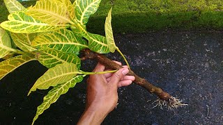 How to Grow Croton Plants From Stem Cuttings