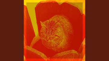 Pulsating Ambience for Home Cats