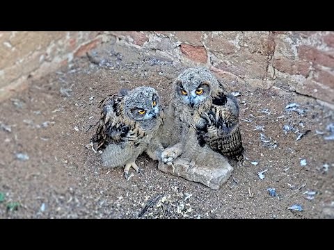 Eifel Nest Empty Camera Full May 31-June 1 2025 live cam preview