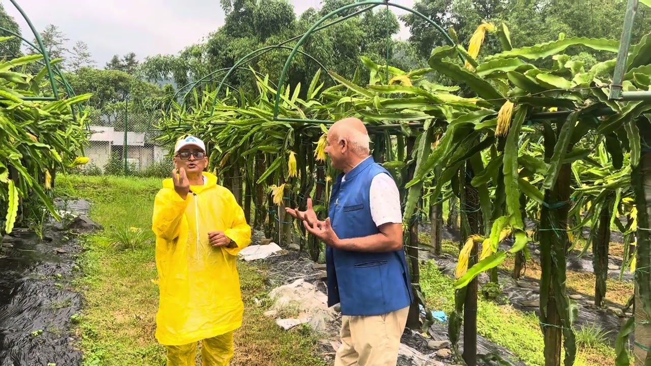 १००प्रकार का फलफुल लगाउने सर का अनुभव।Thoughts of Horticulture enthusiast on Dragon Fruit Hemja Farm