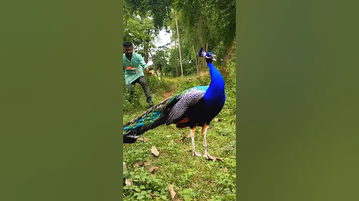 peacock catching 🦚😯#reel #reels #trending #viral #viralreels #video #tiger #wildlife #reelsvideo