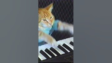 #art #keyboardcat #cat #drawing #animation #dog Rip keyboard cat 🎹🐈