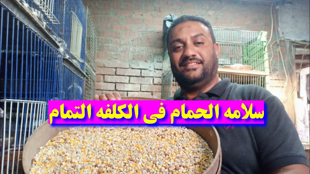 سلامه الحمام في الكلفه تمام احذر رخص الاسعار الكلفه المفاجئ