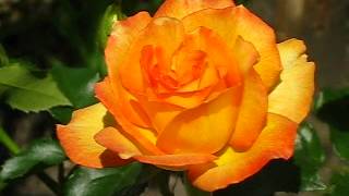 Роза Сахара