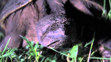 Snapping Turtle building a nest