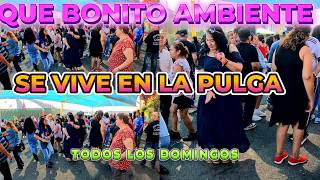 Domingos de BAILES en la pulga de Oakland 