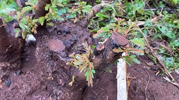 Tập 487/cách ươm trồng me/me quả tròn không bầu đất đơn giản