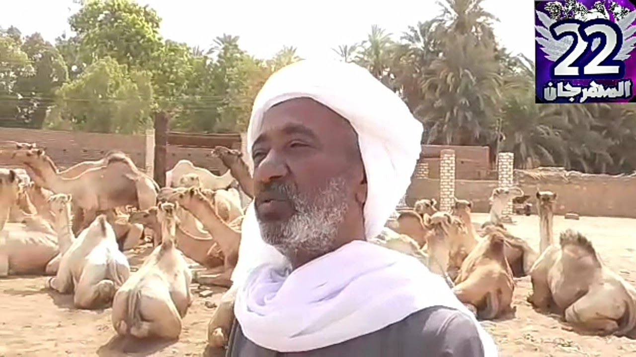 الجمال ورحلة عذاب