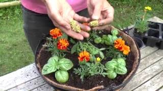 How To: Grow tomatoes in hanging baskets