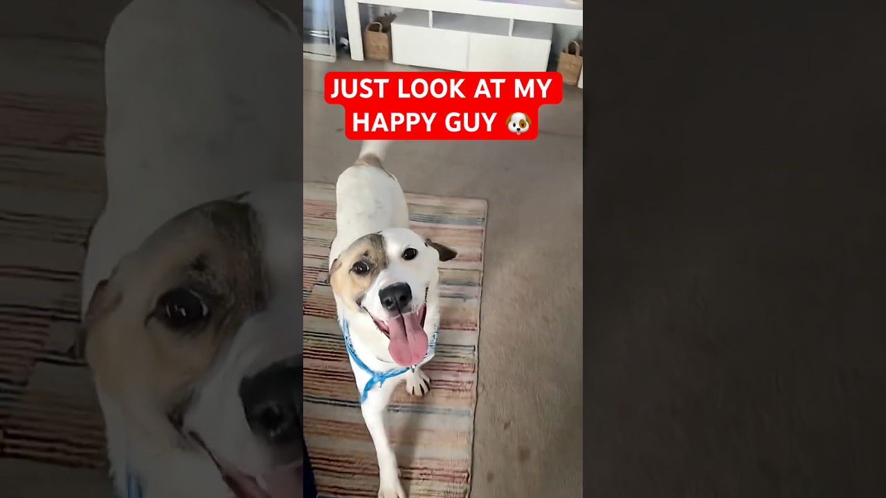 Warning: Instant Happiness Inside 🐶✨ 