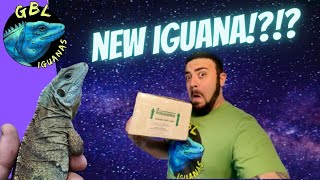 HOLY GRAIL BLUE IGUANA PAIR! UNBOXING!!!!!