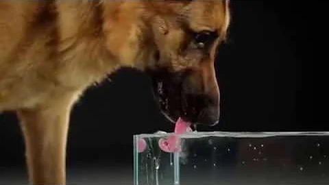 Знайте ли вы собаки как пьют воду ?