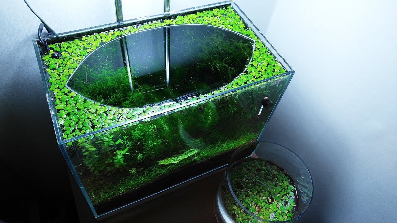 16th Month - (Luck of the Fry) NO filter, NO CO2, NO Ferts 5 Gallon Nano Tank