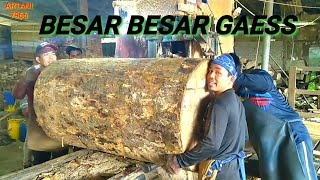 MERANTI‼️PROSES PEMOTONGAN KAYU MERANTI BESAR?.