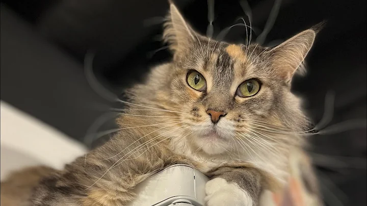 Video 11892991: mains coon cat mainecoon, lazy maine coon